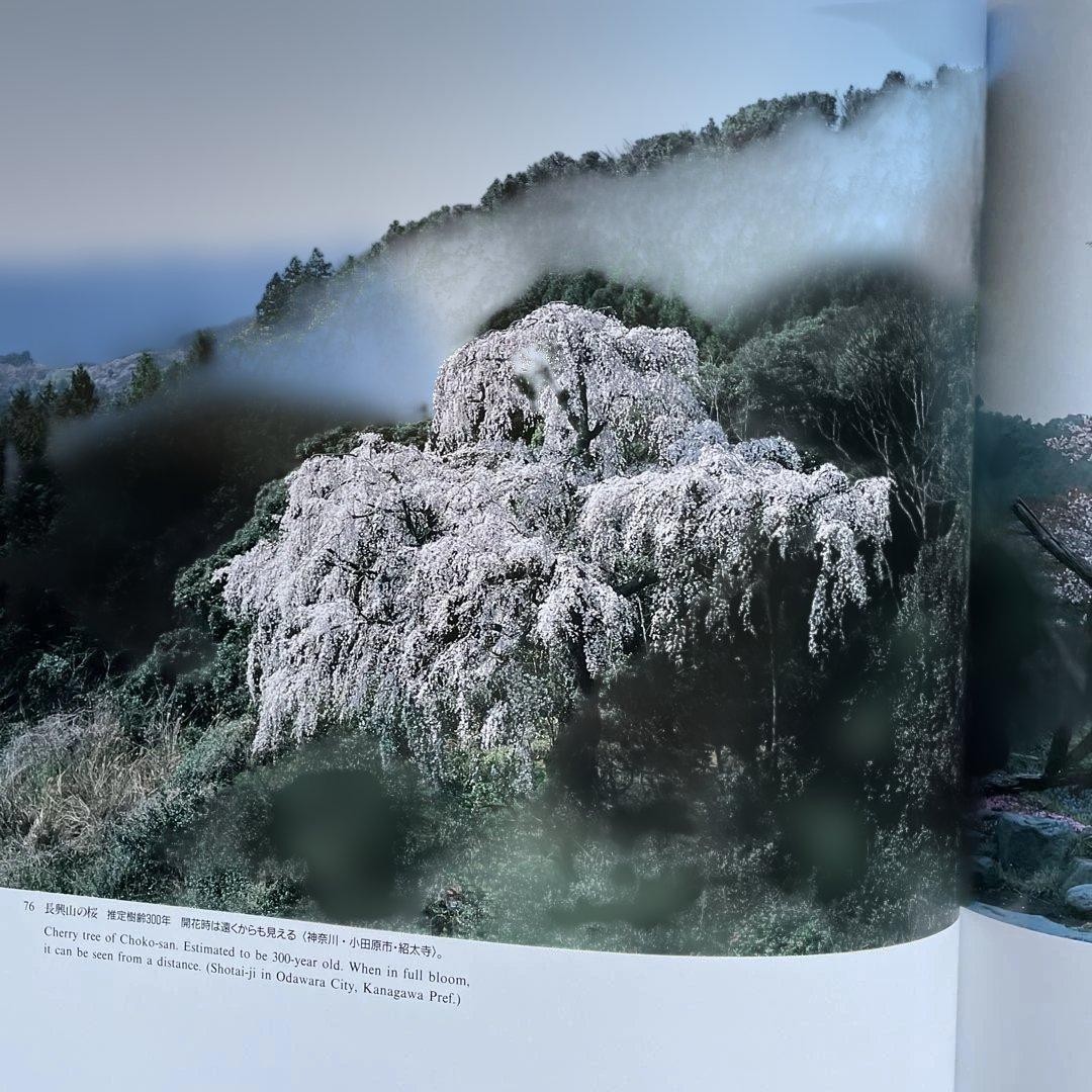 Japanese Cherry Blossoms Hardcover Book | Wide版 152 pages 7.4 x 10.3 in