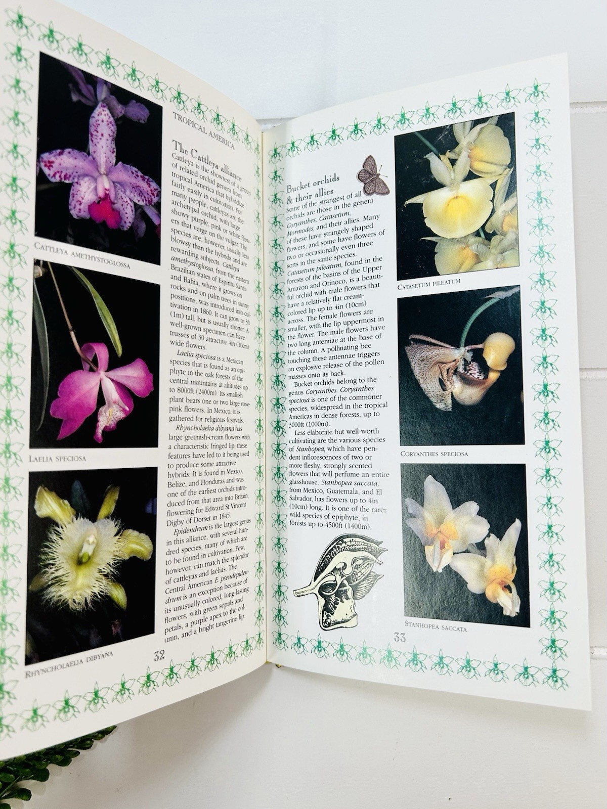 Orchids : A Romantic History Guide to Cultivation Philip Cribb Tropical Flowers