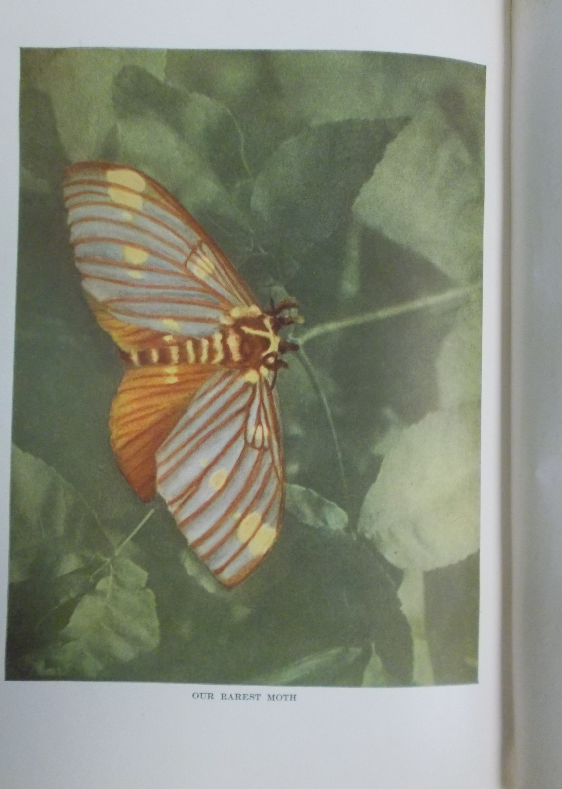 Antique-Moths of the Limberlost by Gene Stratton-Porter, 1921, VGC