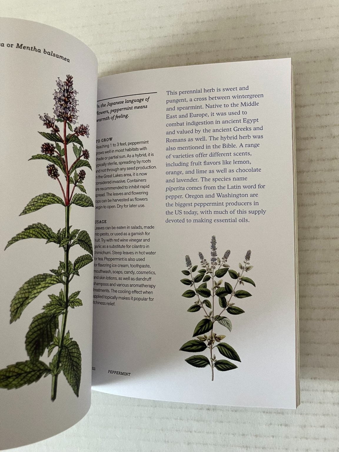 Herbal Handbook New York Botanical Garden 2022 1st Edition Clarkson Potter PB