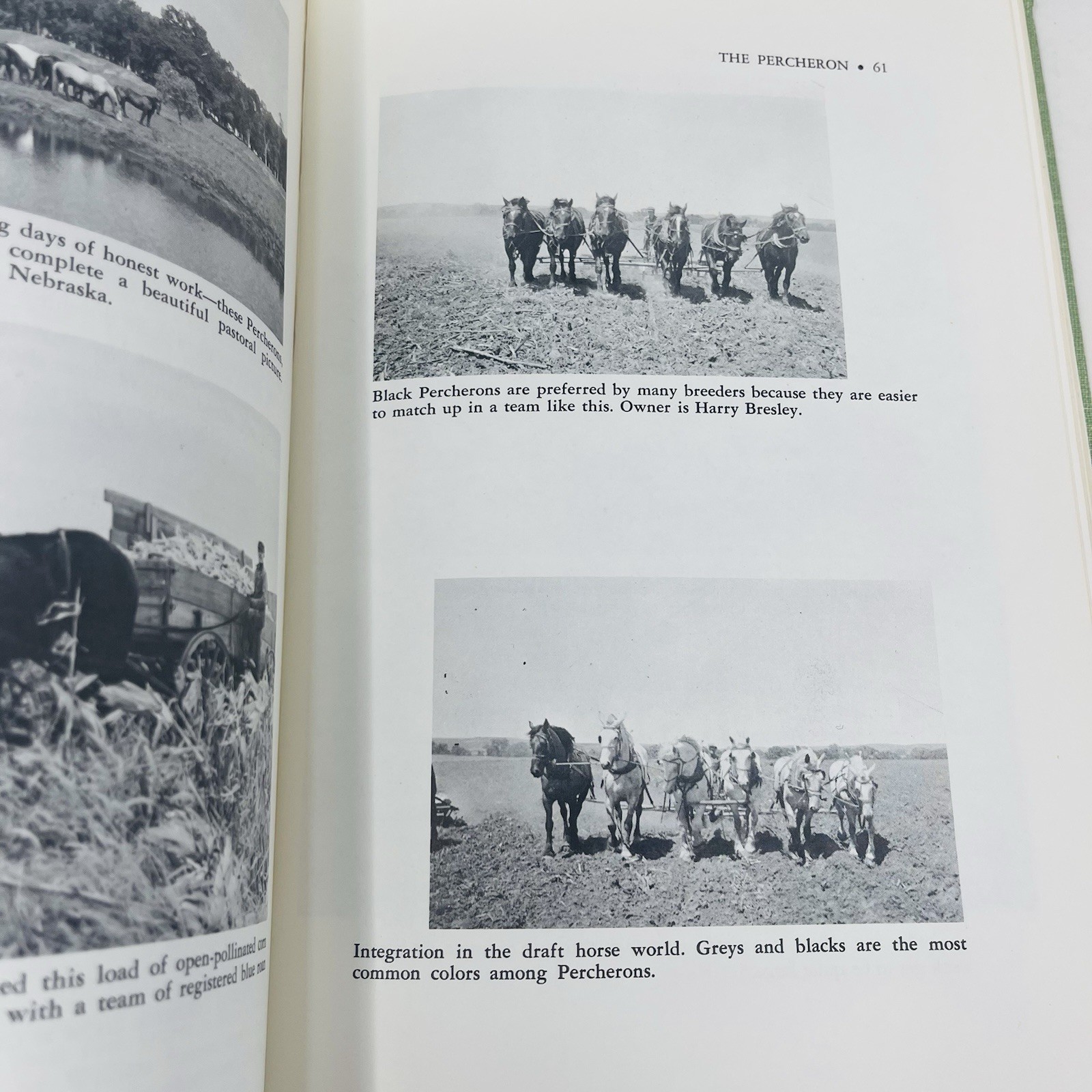 Gentle Giants Story of Draft Horses Stanley M. Jepsen 1973 HC 2nd Print Photos