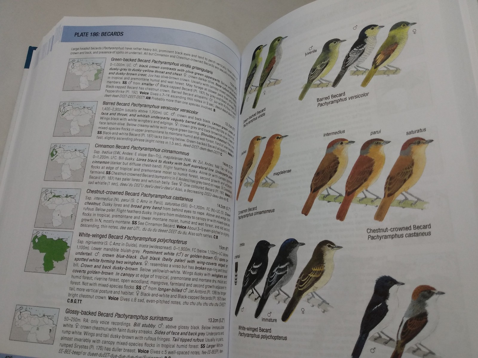 Birds of Venezuela Field Guide Ornithology Reference Regions Species Calls 2017