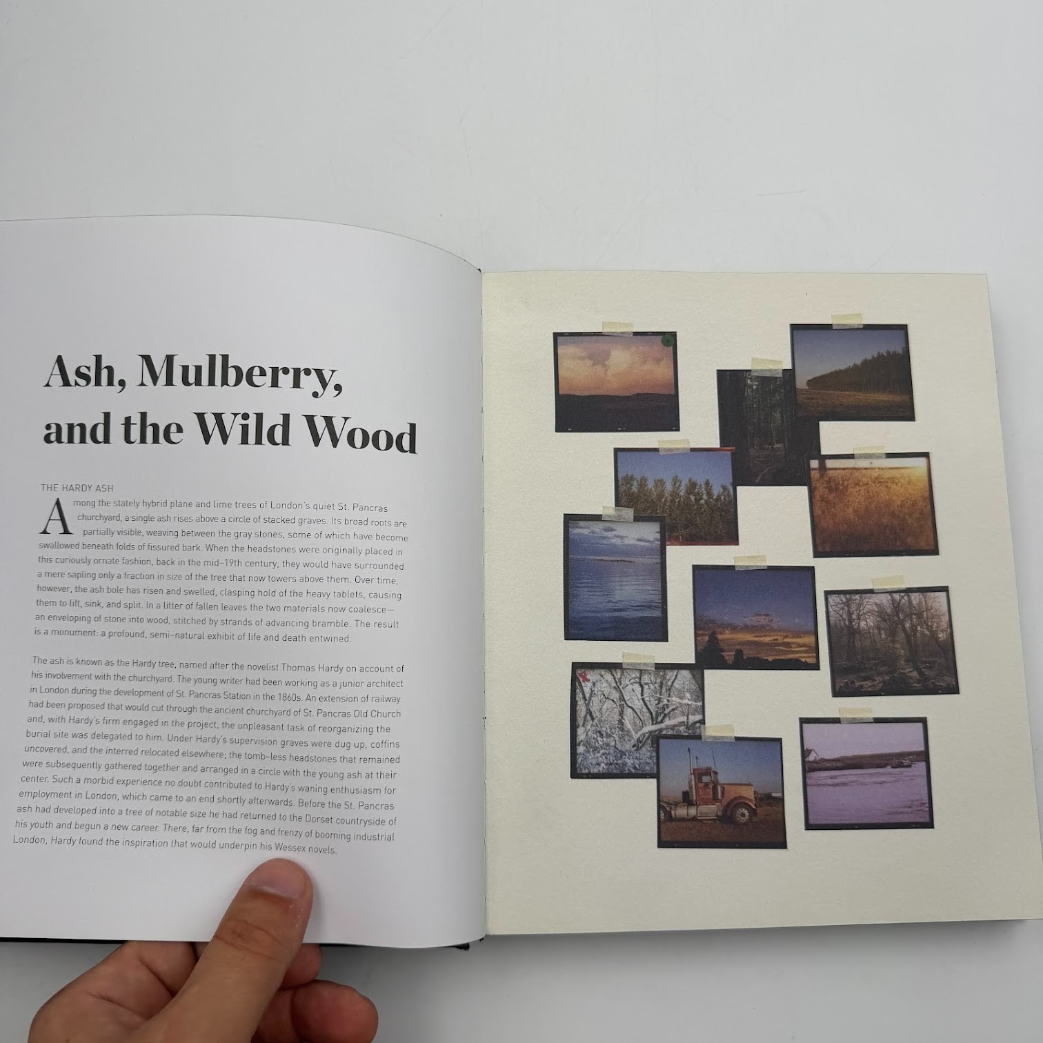 Forest by Matt Collins (2020, Hardcover) Tree Photography Book, Nature and World