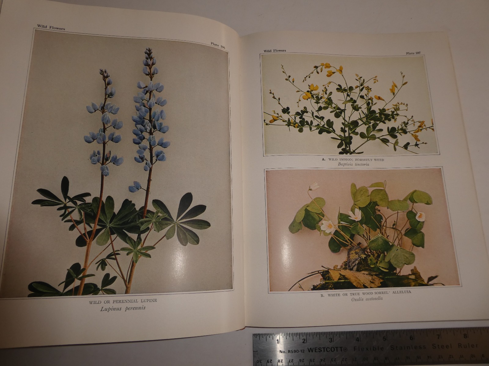 Wild Flowers by Homer D. House 1935 Macmillan Company Elzie S. Wechsler Columbia