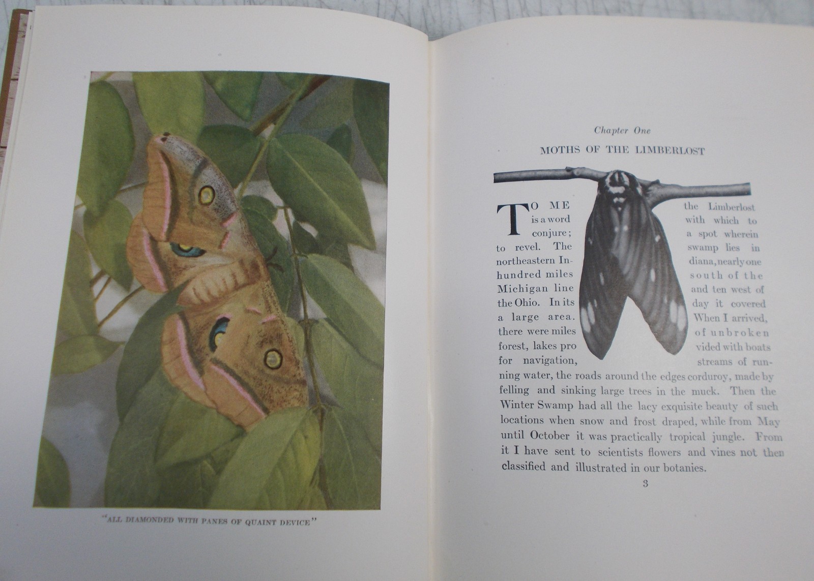 Antique-Moths of the Limberlost by Gene Stratton-Porter, 1921, VGC