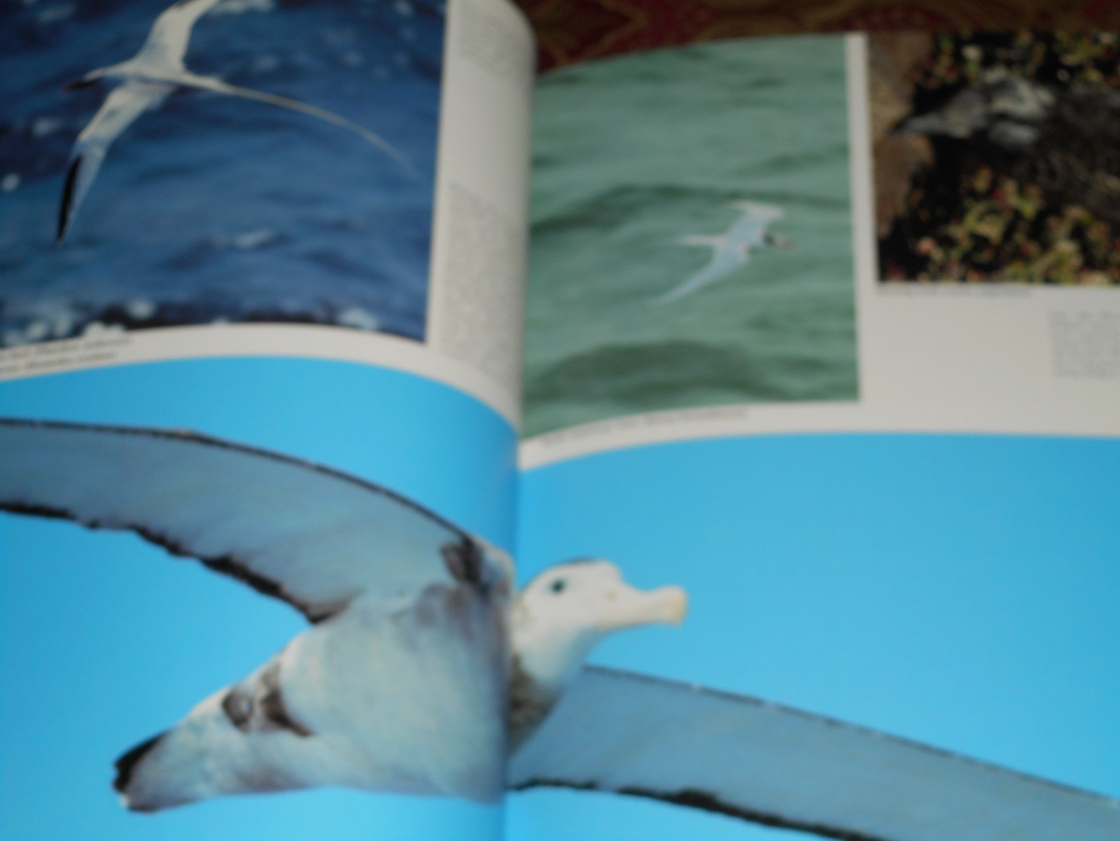 Ocean Birds Lars Lofgren 1984 HC/DJ 1st Edition Orinthology SEABIRDS Textbook