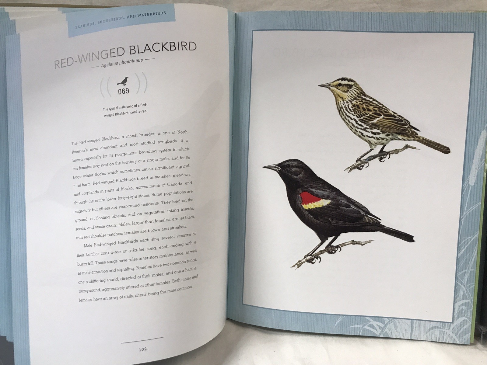Bird Songs: 250 North American Birds in Song by Les Beletsky 2006 Hardcover