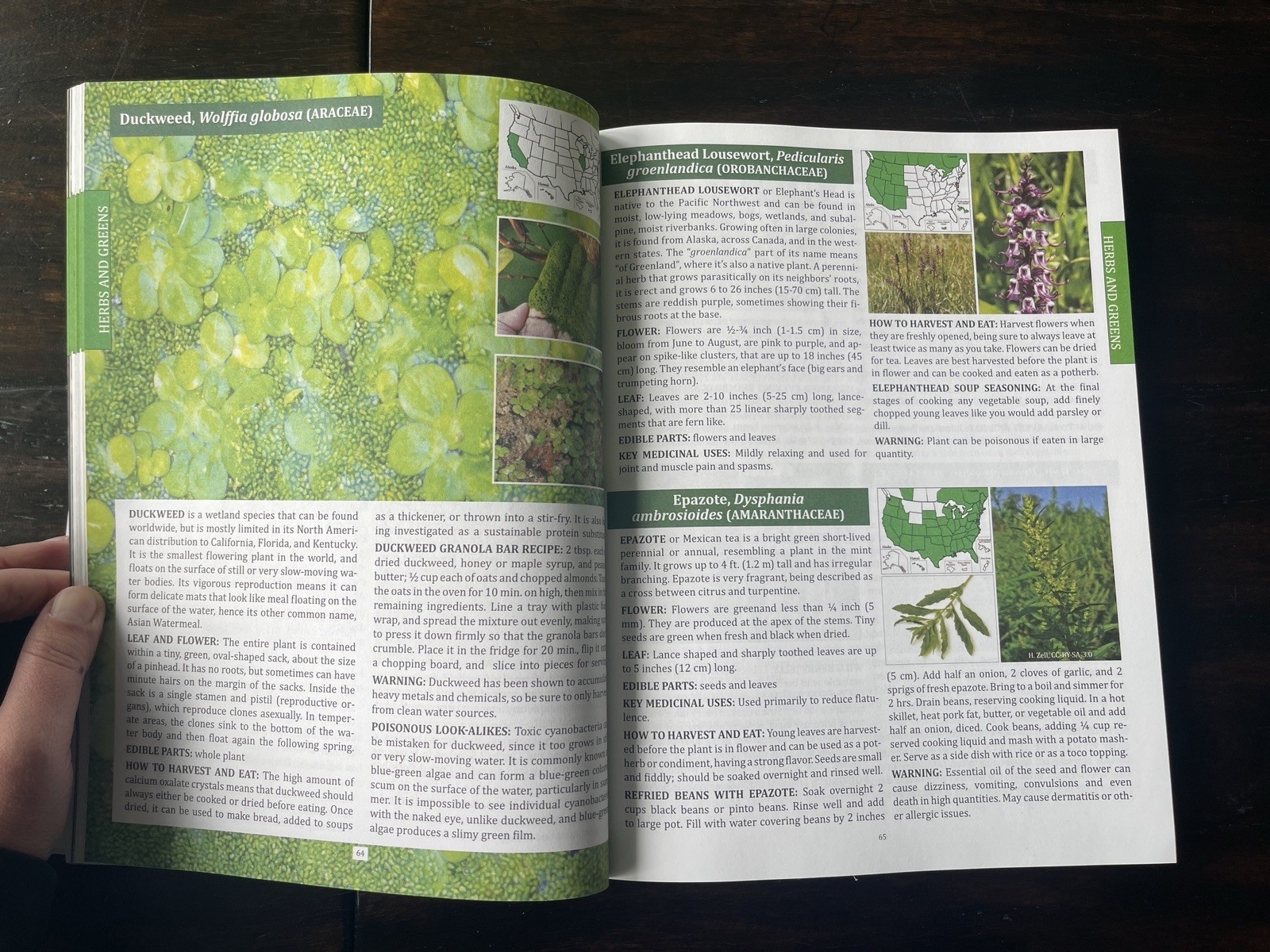 The Forager’s Guide to Wild Foods North American Edition by Nicole Apelian