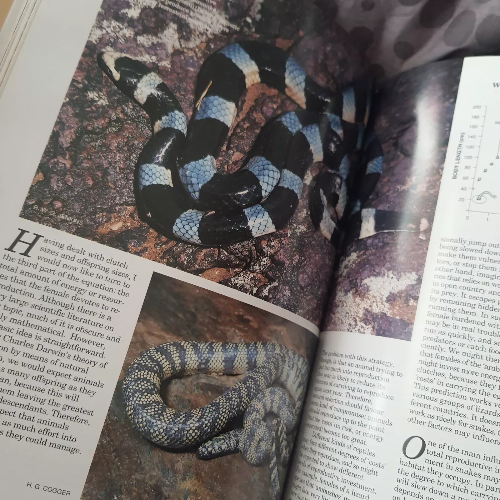 VTG AUSTRALIAN SNAKES: A NATURAL HISTORY Richard Shine Hardcover Dust Jacket VG