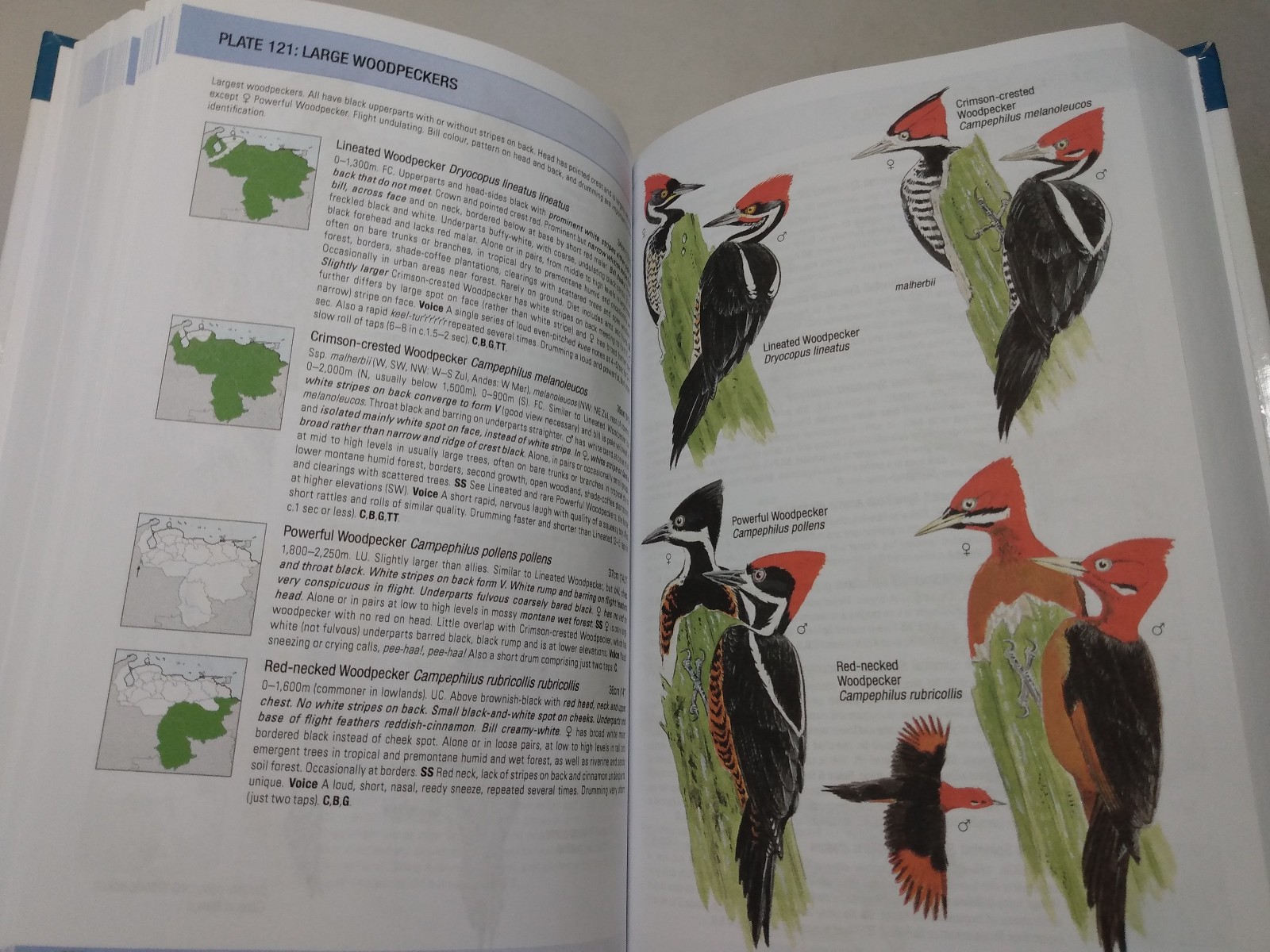 Birds of Venezuela Field Guide Ornithology Reference Regions Species Calls 2017