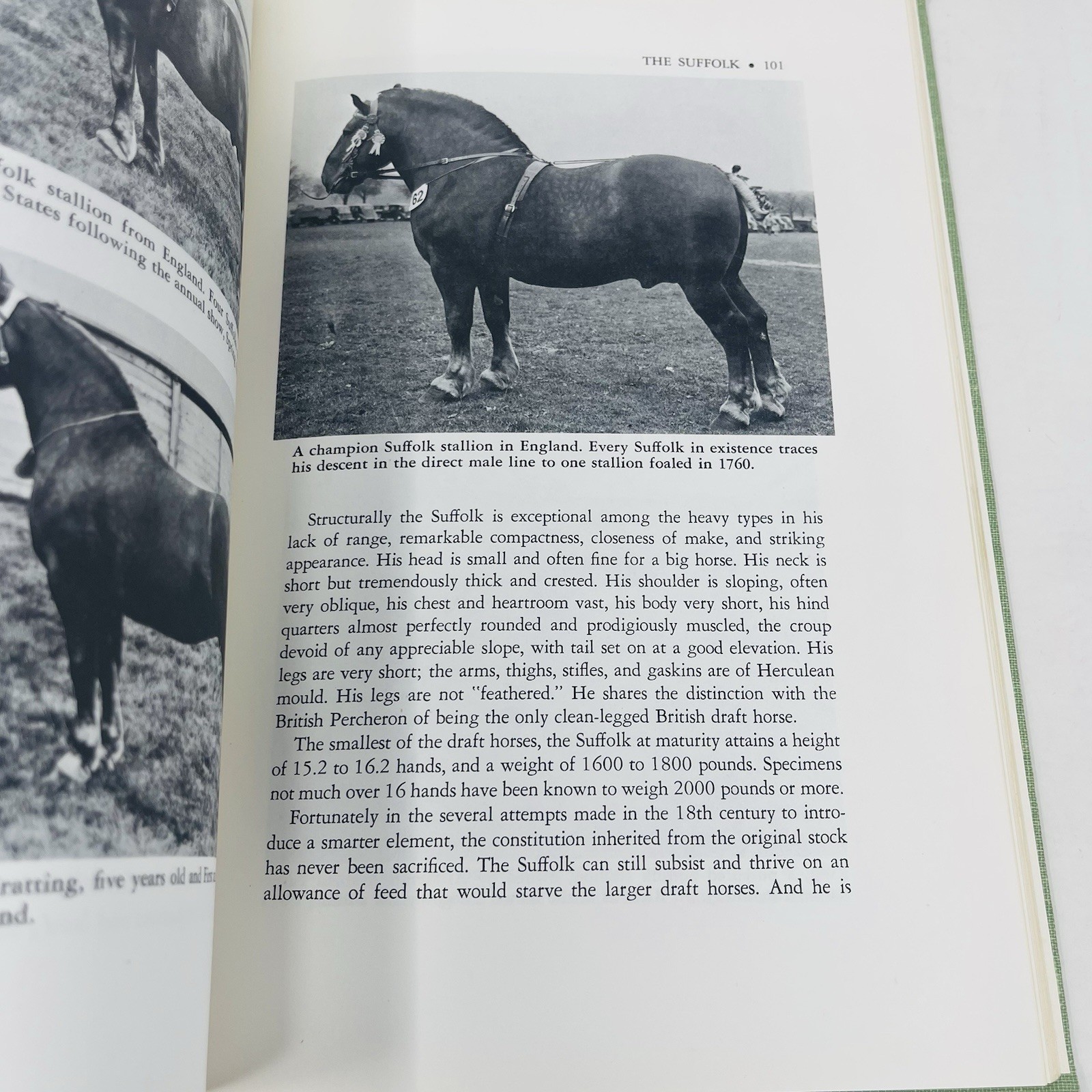 Gentle Giants Story of Draft Horses Stanley M. Jepsen 1973 HC 2nd Print Photos