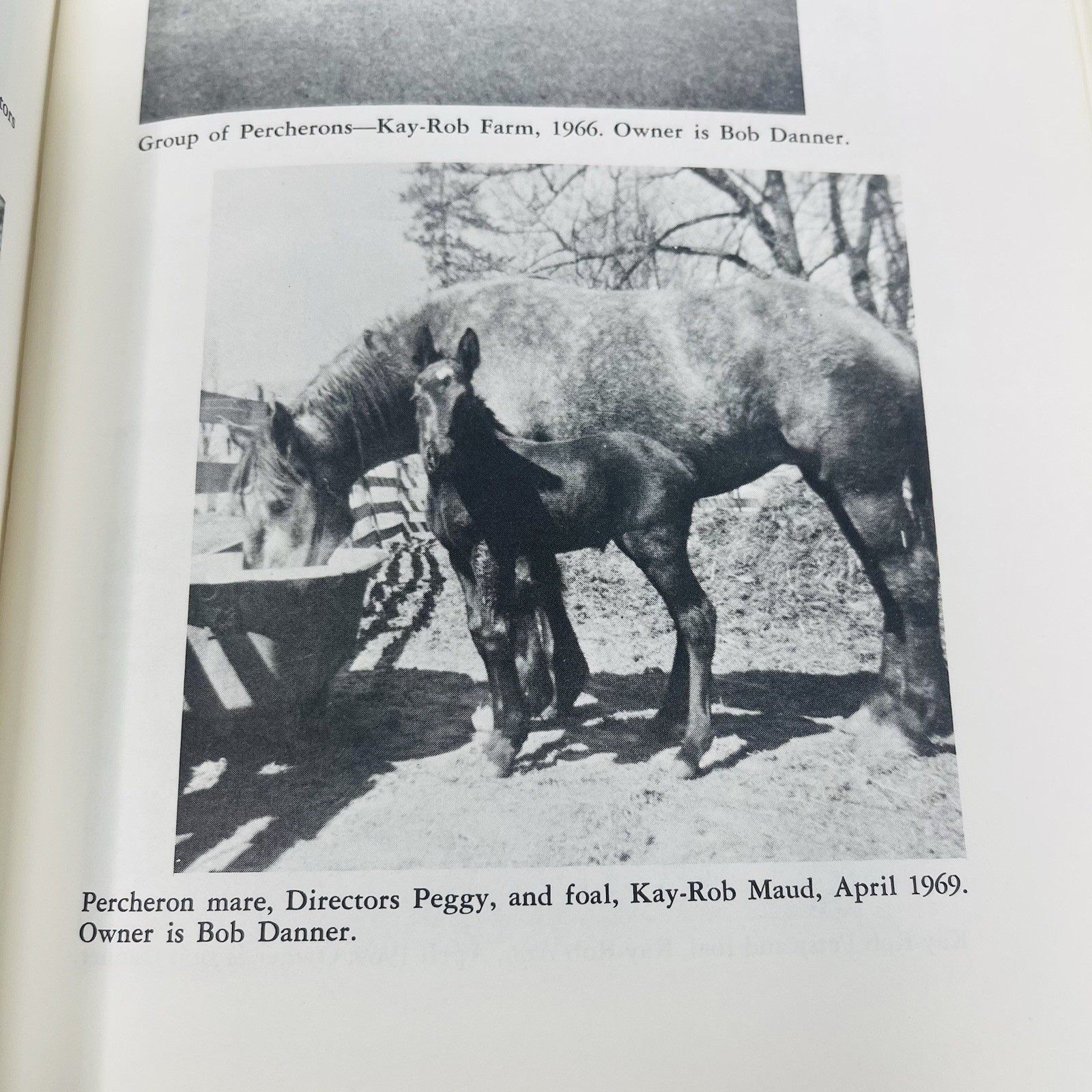 Gentle Giants Story of Draft Horses Stanley M. Jepsen 1973 HC 2nd Print Photos
