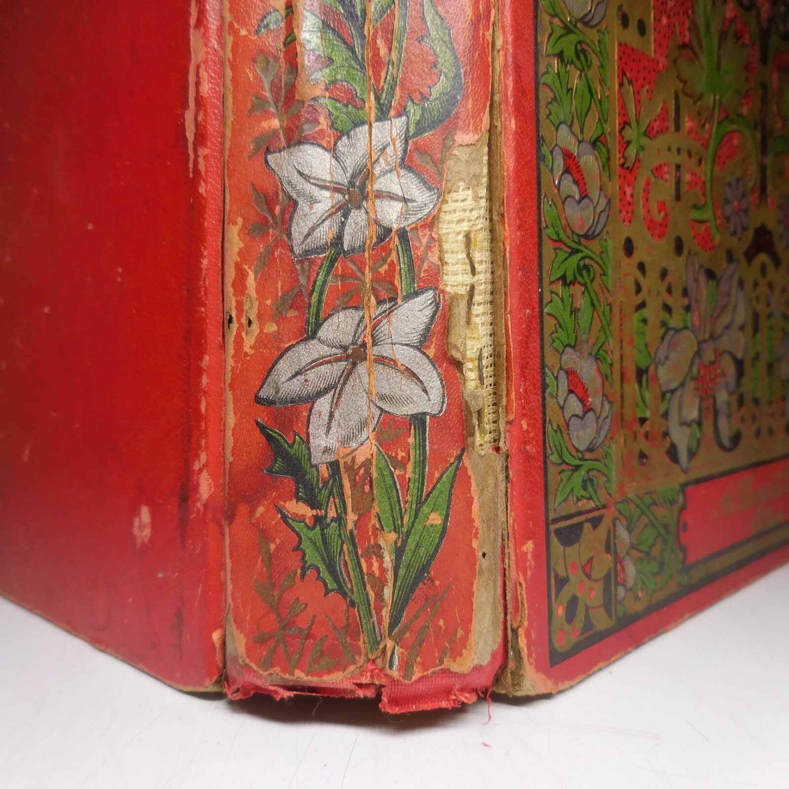 N25.4 Misery Size Humanity Primitive 1889 Illustrated Anthropology Mrs. Meunier