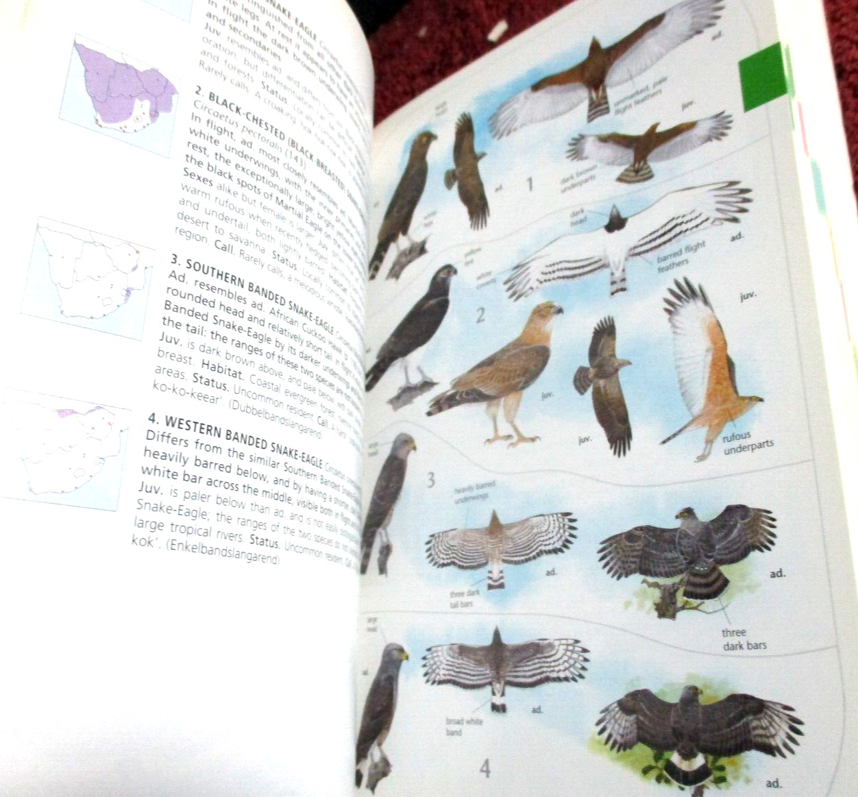 Birds of Southern Africa, Princeton Field guides, 448 pages 4000 color pics, NEW