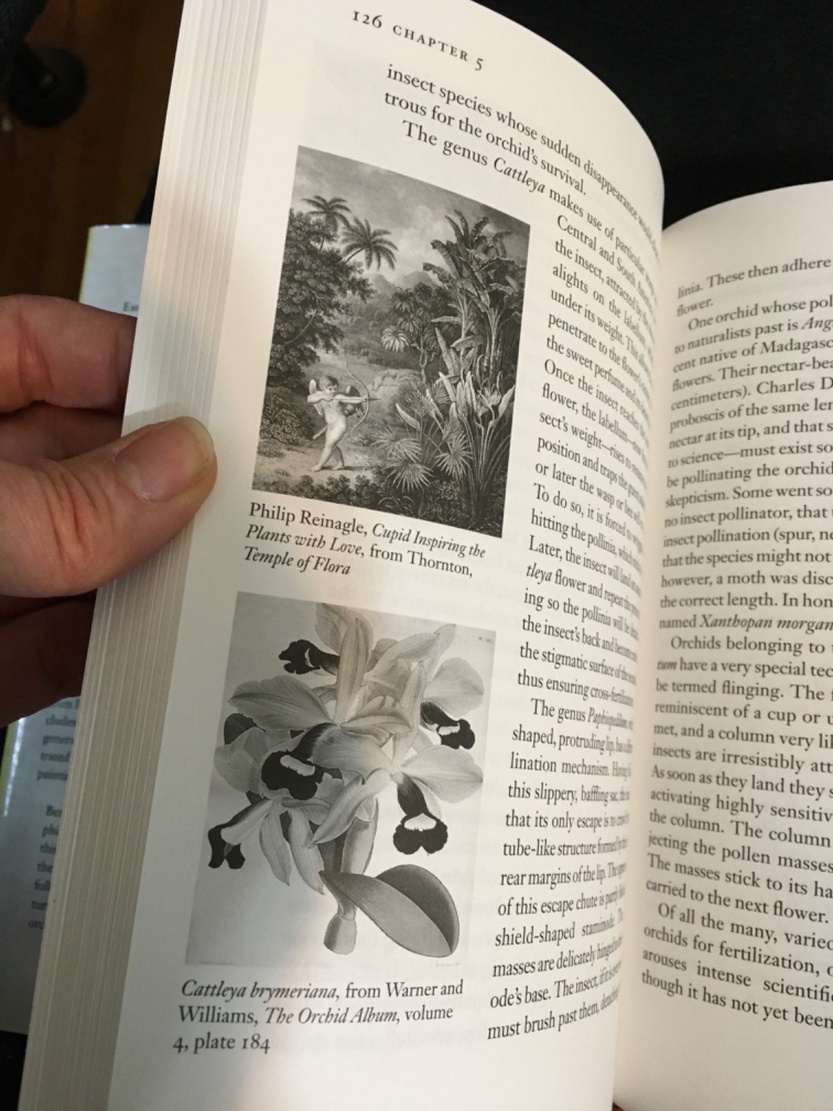 Lot UNDERSTANDING ORCHIDS Guide to Growing Exotic Flowers Plants CULLINA + LORE
