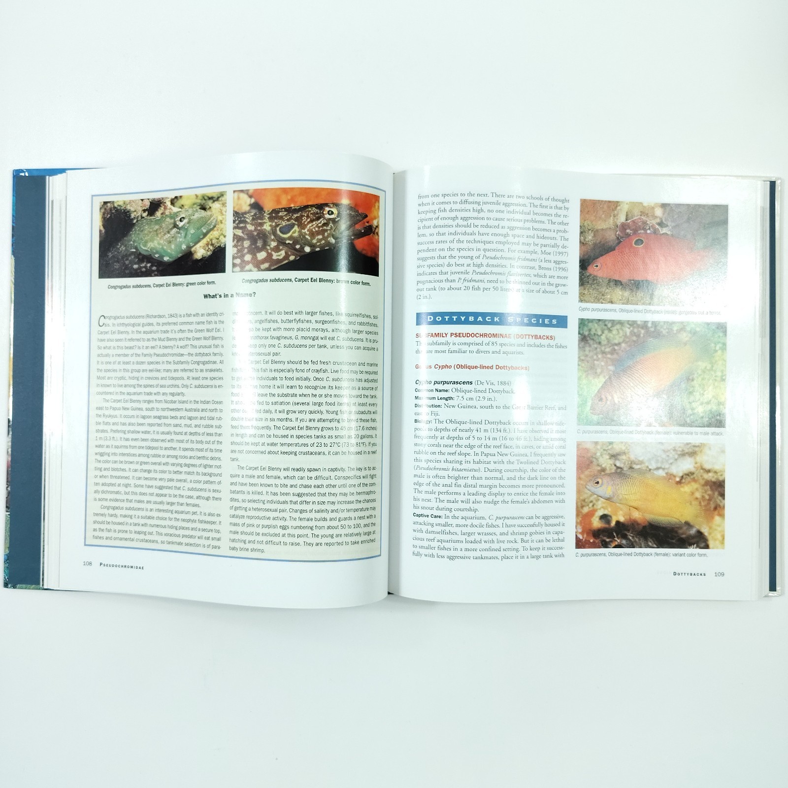 Basslets, Dottybacks & Hawkfishes [Like New] Scott Michael Aqarium Fish Families