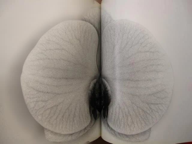 Nobuyoshi Araki „Erotos“ Photo Book First edition Hardcover Japanese