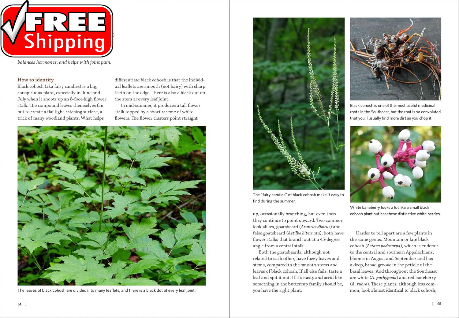 Southeast Medicinal Plants: Identify, Harvest, and Use 106 Wild Herbs for Health