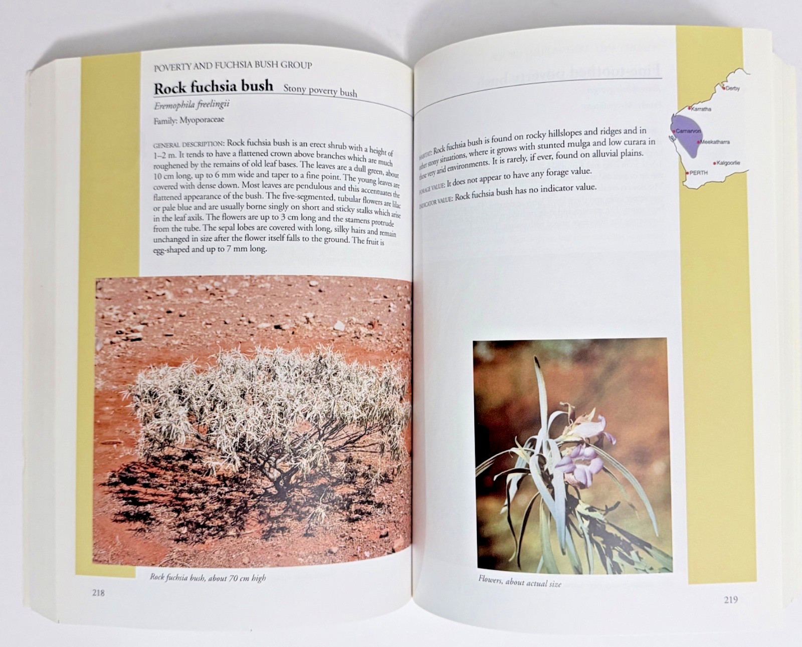 Arid Shrubland Plants of Western Australia by Mitchell & Wilcox 2nd Ed. 1998 PB