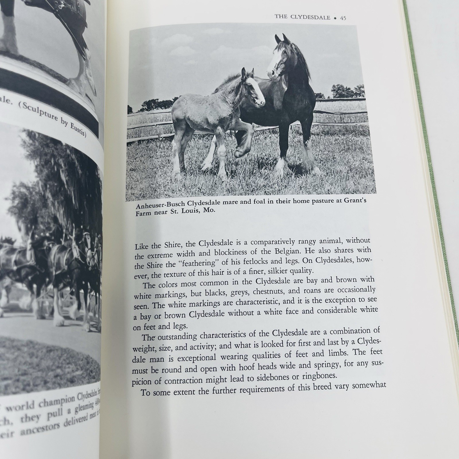 Gentle Giants Story of Draft Horses Stanley M. Jepsen 1973 HC 2nd Print Photos