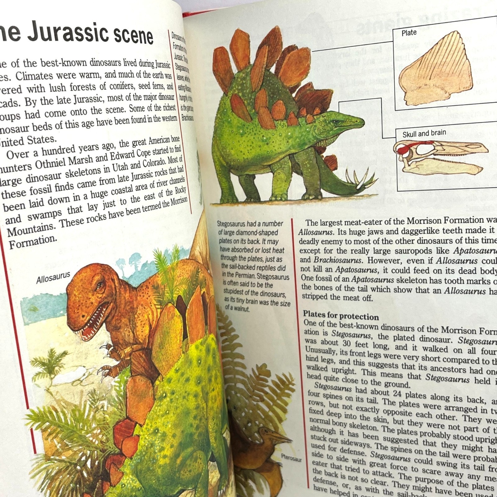 Prehistoric World Simon Schuster Illustrated Encyclopedia Michael Benton 1989
