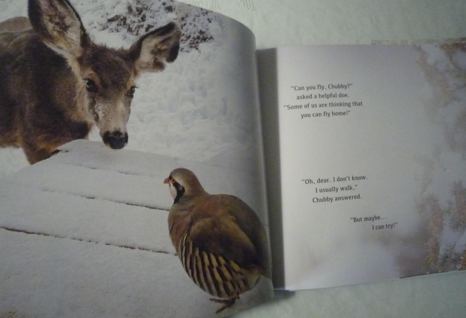 The Magic of the Forest Jacqueline Crivello Hardcover SIGNED NEW