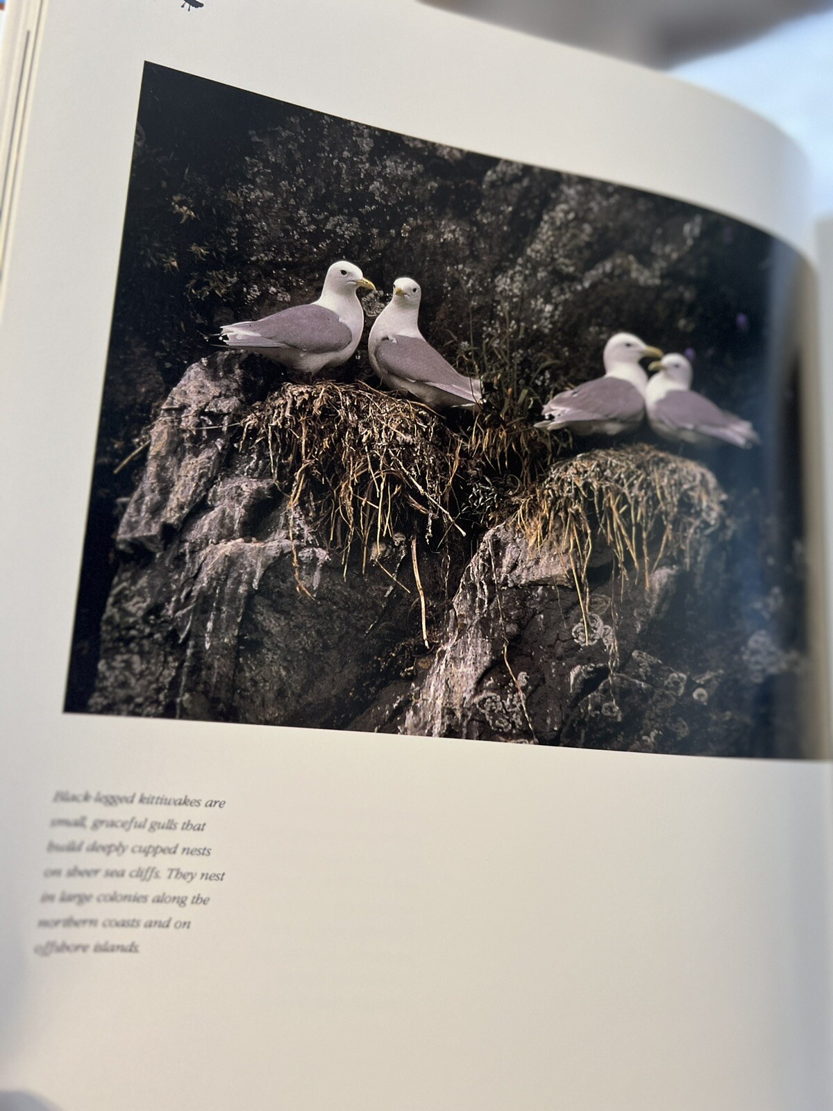 Rare -Special Edition 390/1000: Images of Nature – Signed by Thomas D. Mangelsen