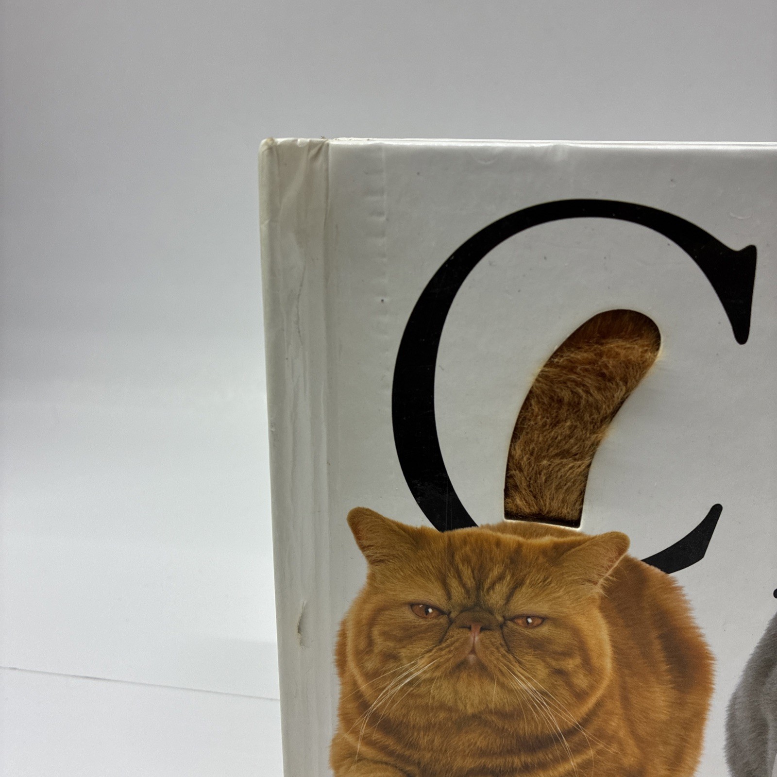 Simon and Schuster Cat Novelty Book by Brian Stanton