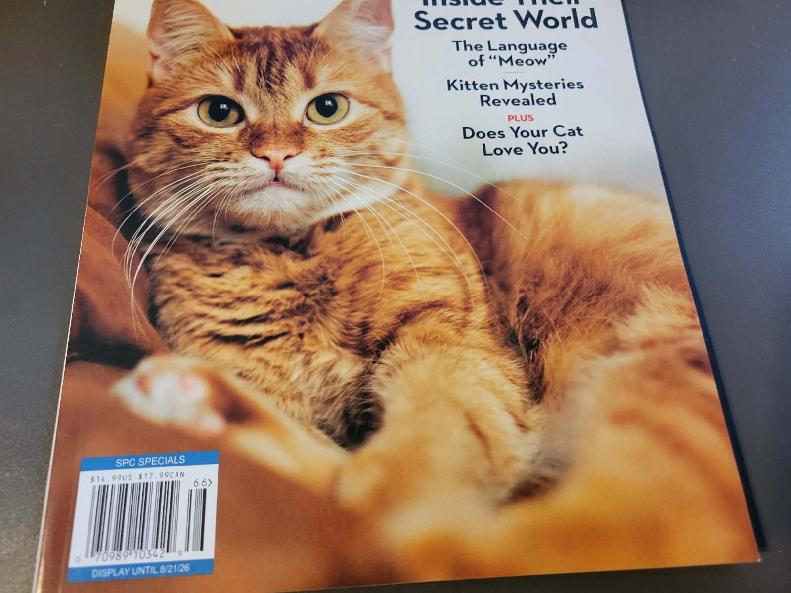 A Cat’s Life – A Special Edition by Paw Print – Inside Their Secret World