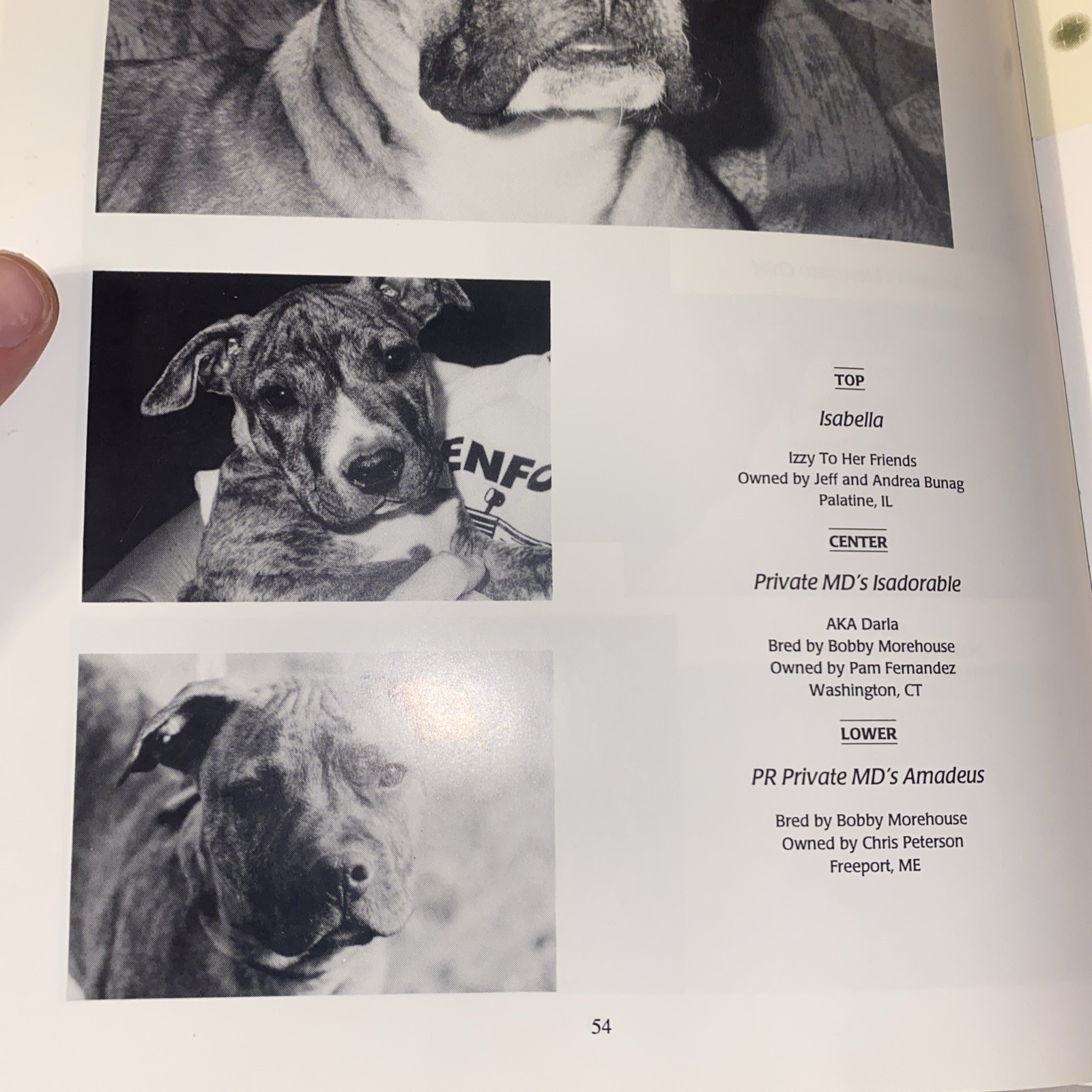 The American Pit Bull Terrier…. Good Dog By Jillian Cline signed Limited /500