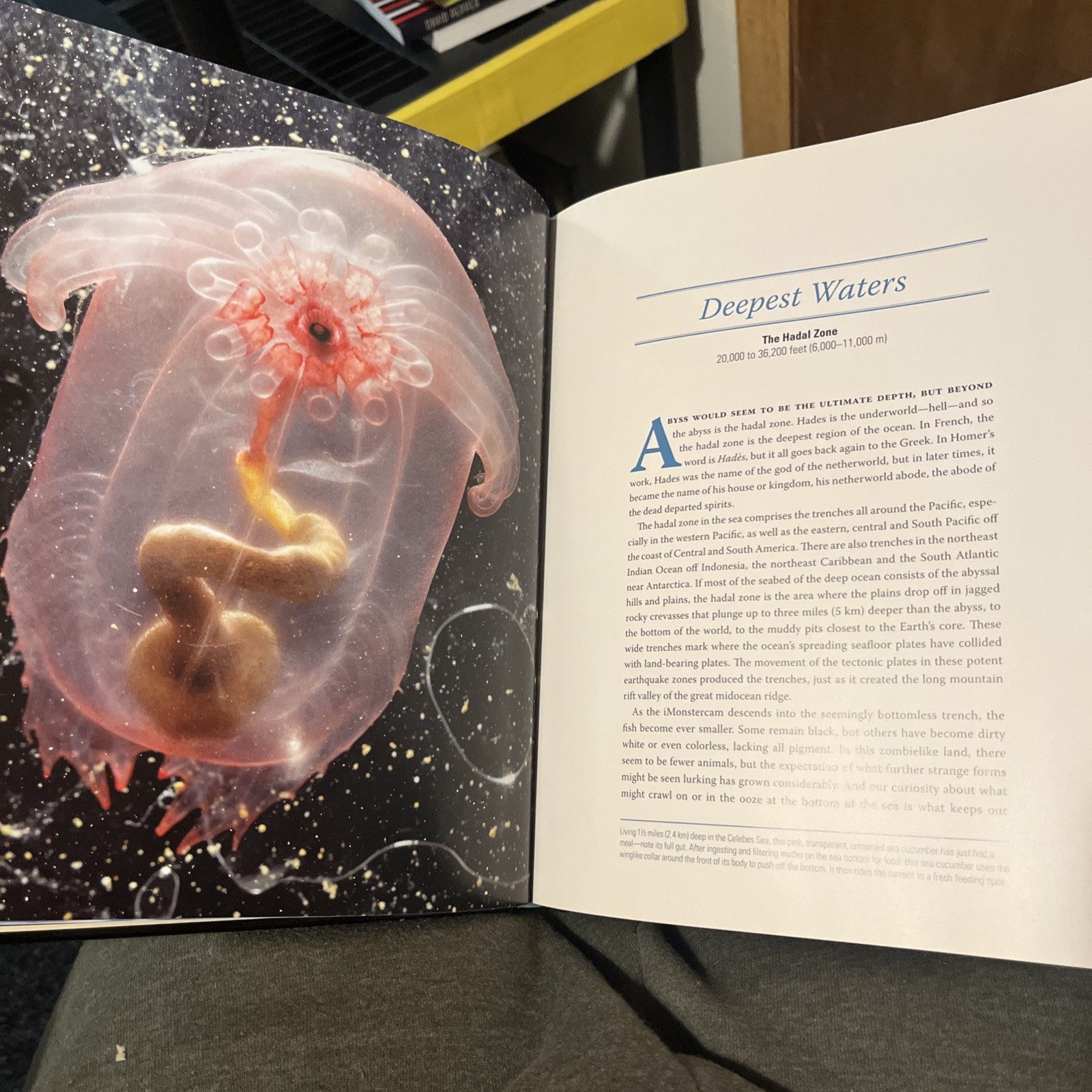 Creatures of the Deep Erich Hoyt Ocean Animals Science Book No DJ