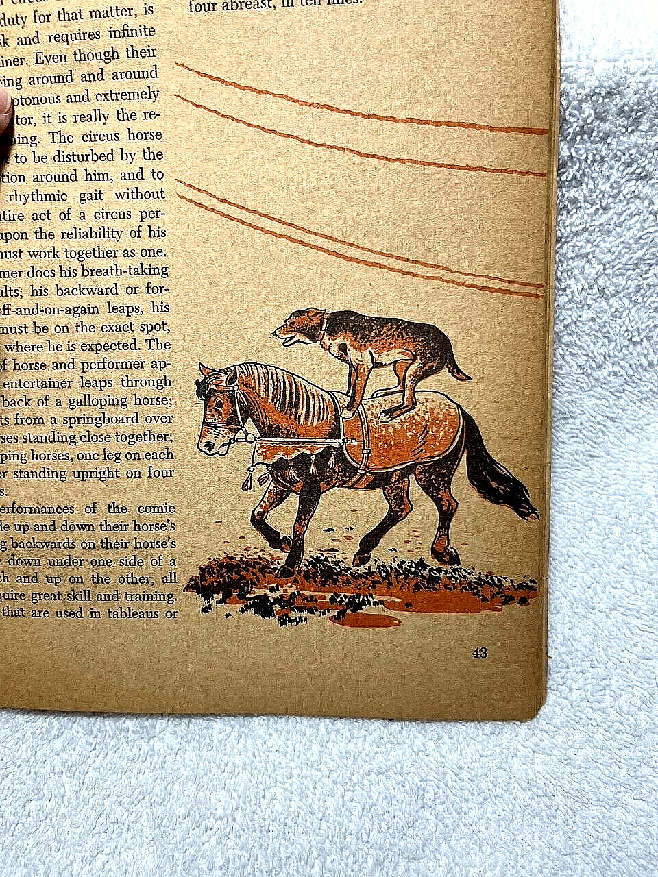 1955 HORSES Fletcher Nino Carbe History Breeds Equestrian Riding Indian Western