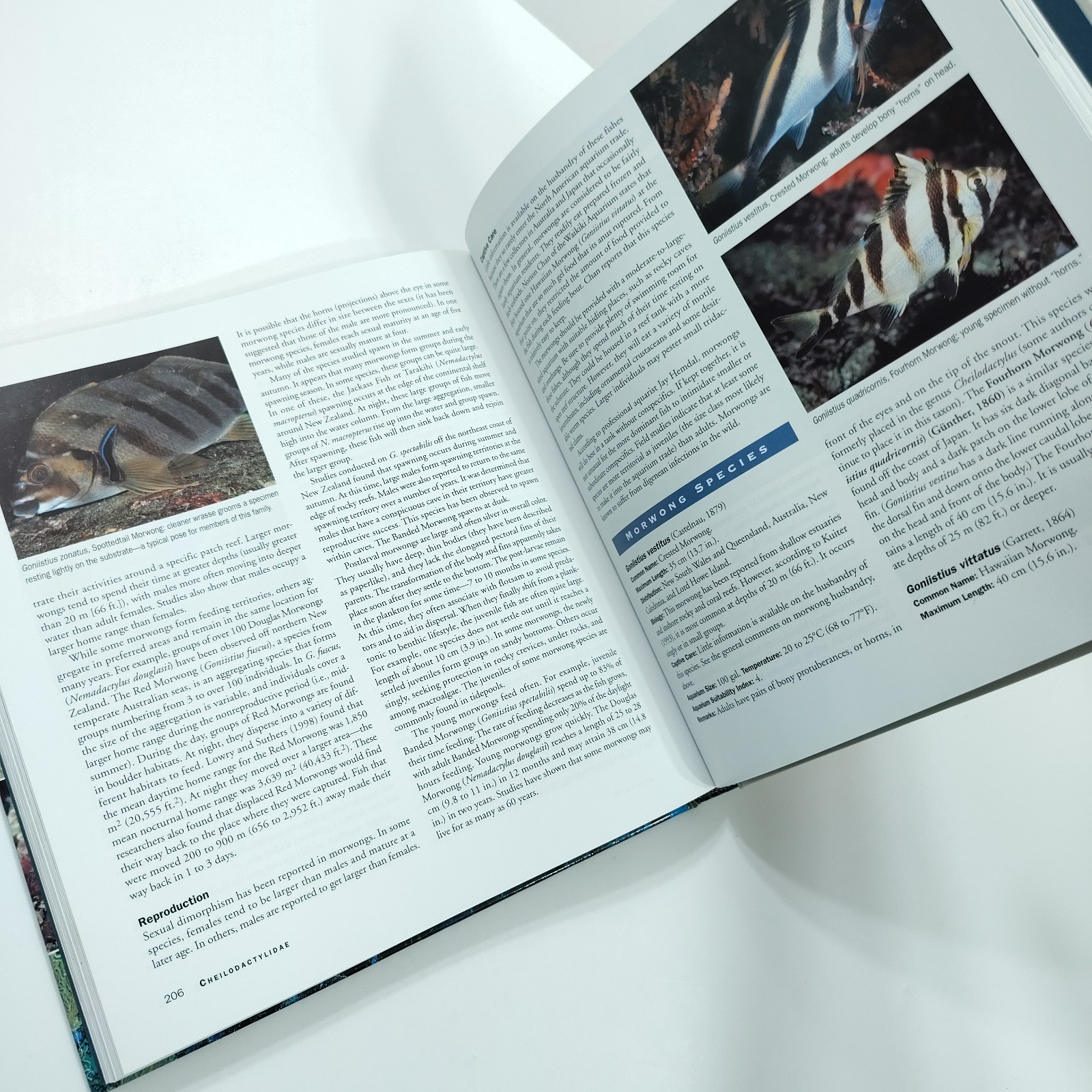 Basslets, Dottybacks & Hawkfishes [Like New] Scott Michael Aqarium Fish Families