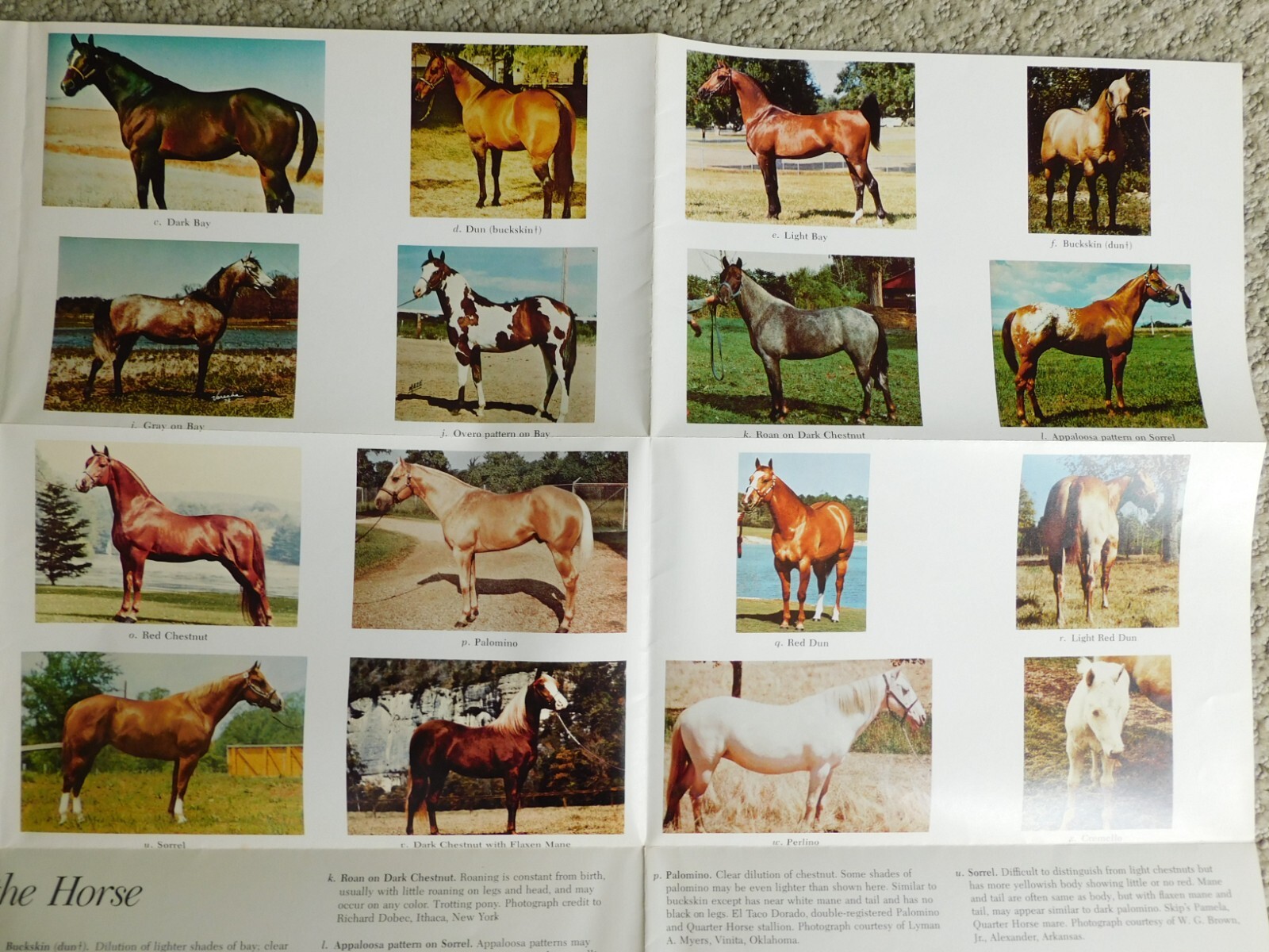 Horsemanship and Riding Horses Equestrian Riding 1977 Illus HC by M E Ensminger