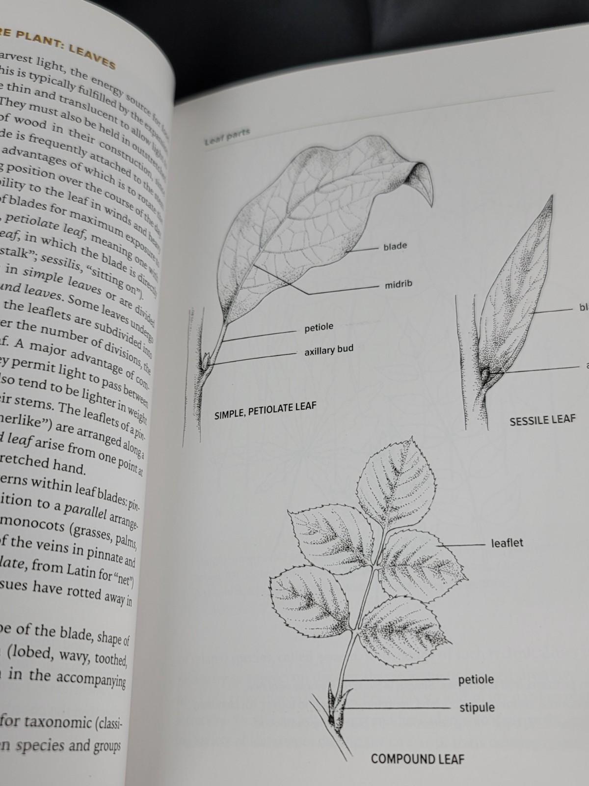 Botany for Gardeners Fourth Edition Brian Capon 2022 Timber Press Paperback