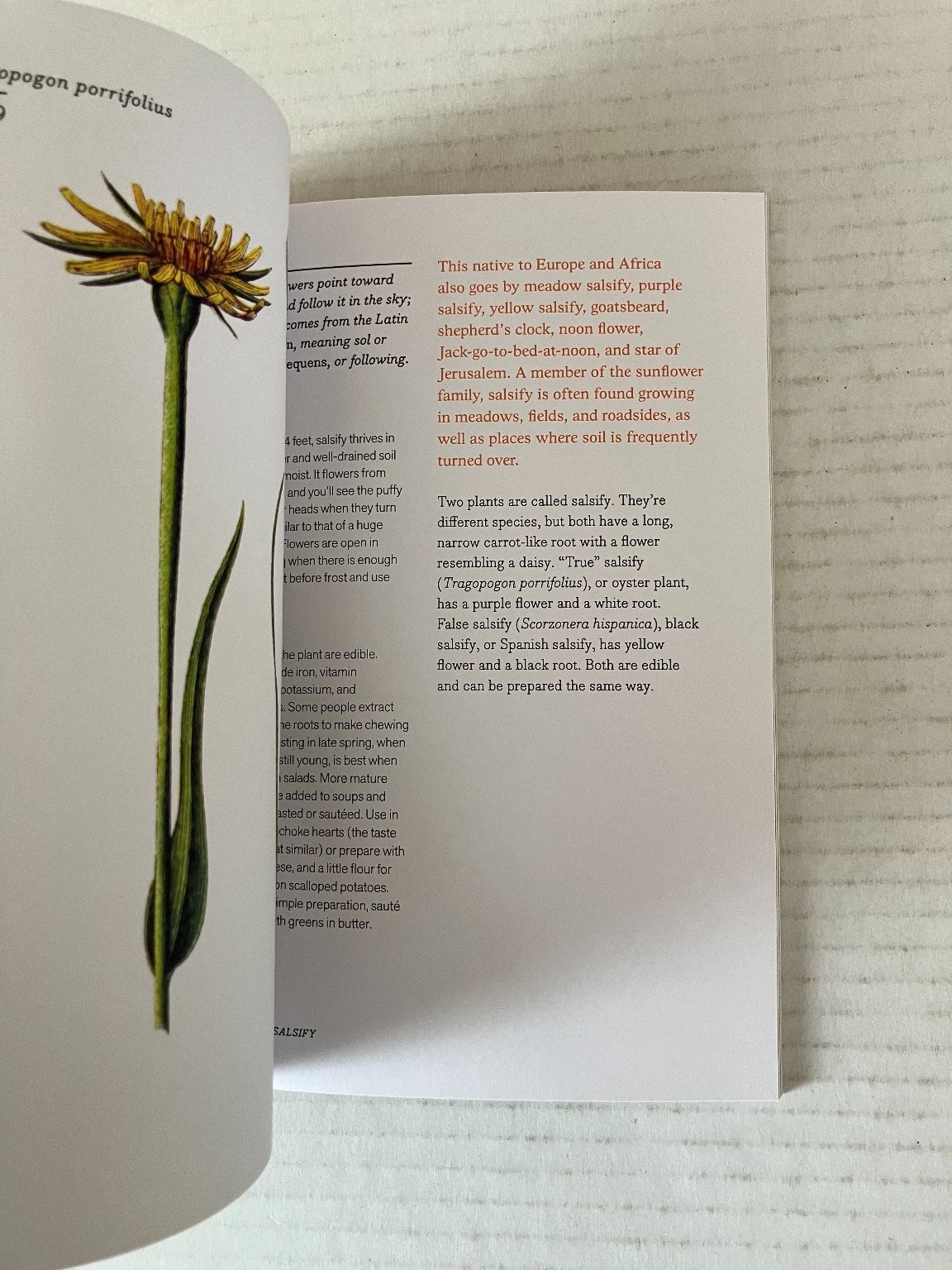 Herbal Handbook New York Botanical Garden 2022 1st Edition Clarkson Potter PB