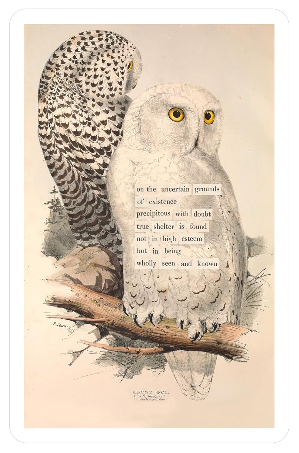An Almanac of Birds: 100 Divinations for Uncertain Days