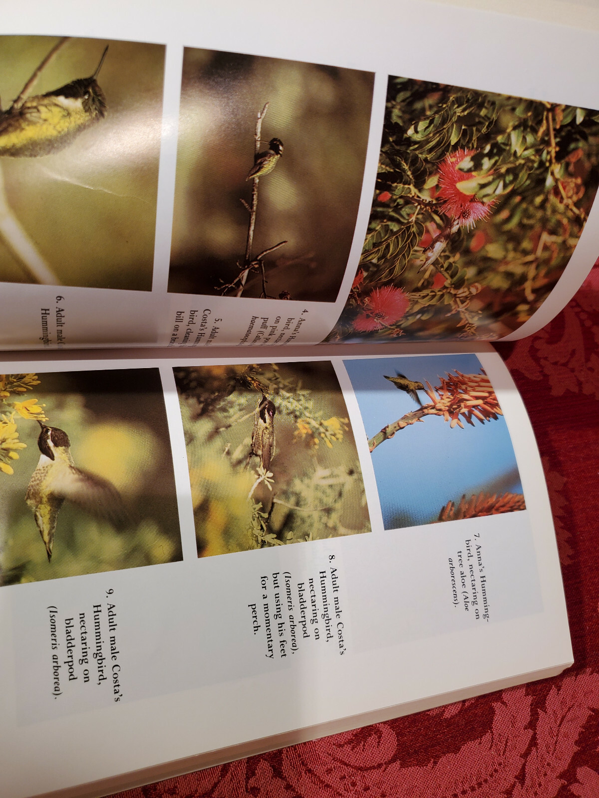 Hummingbird Garden by Mathew Tekulsky, Harvard Common Press 1990 / 1999 Like New