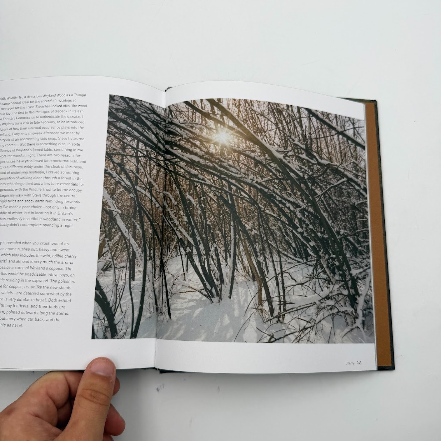 Forest by Matt Collins (2020, Hardcover) Tree Photography Book, Nature and World