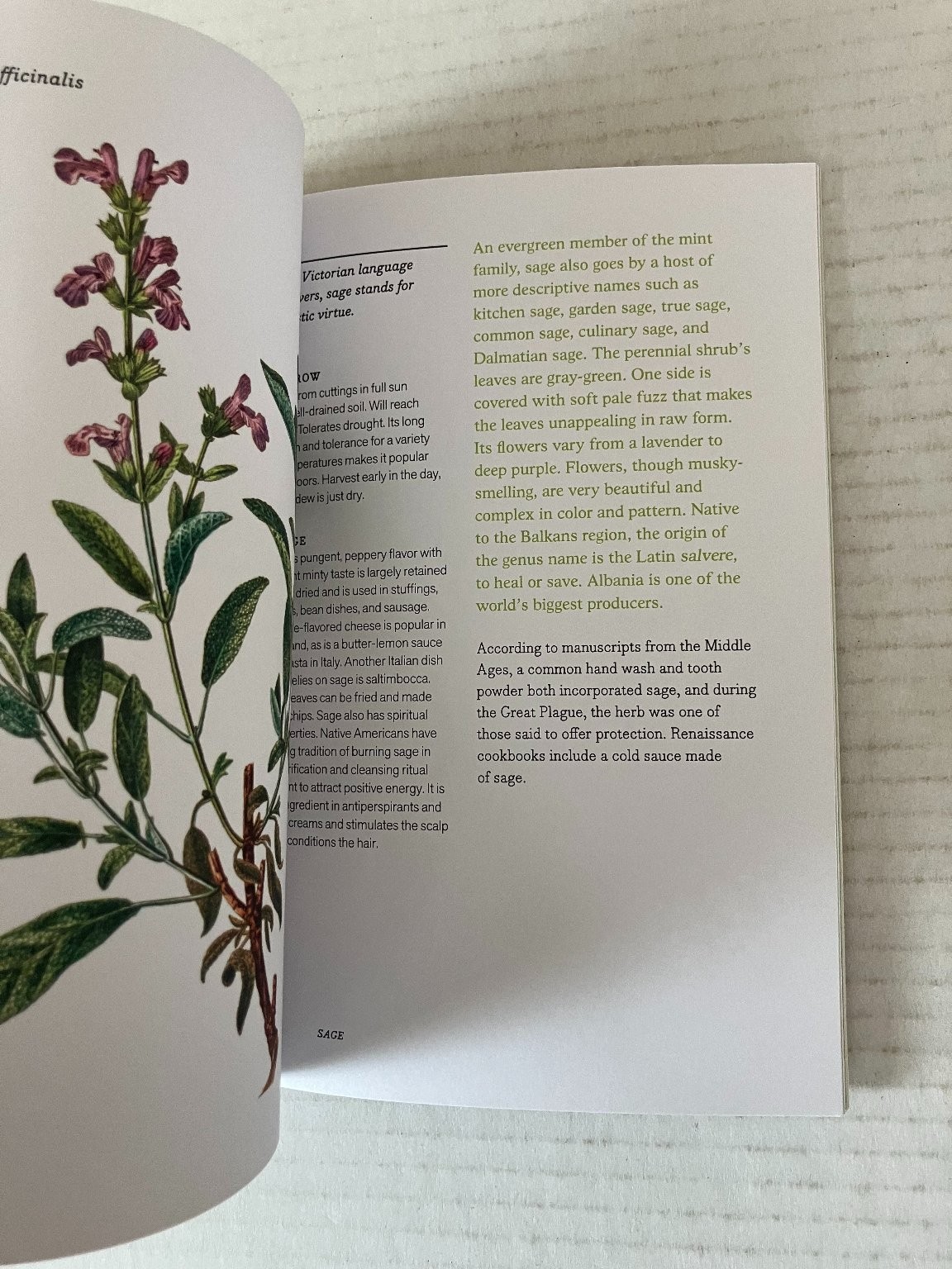 Herbal Handbook New York Botanical Garden 2022 1st Edition Clarkson Potter PB