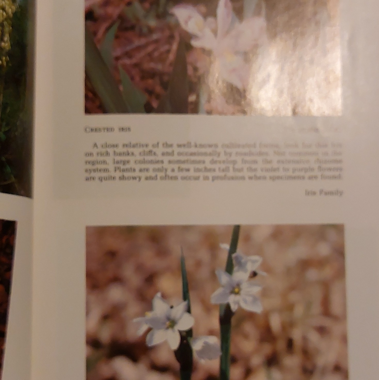 Ellis & Chester Spring Wildflowers Land Between the Lakes 1971 PB Illustrated