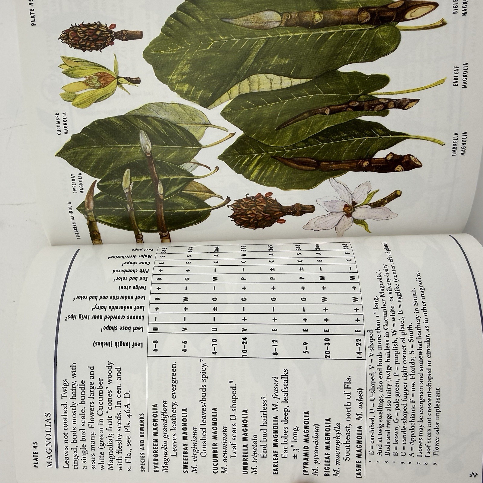 Peterson Field Guide to Eastern Trees George A. Petrides Janet Wehr
