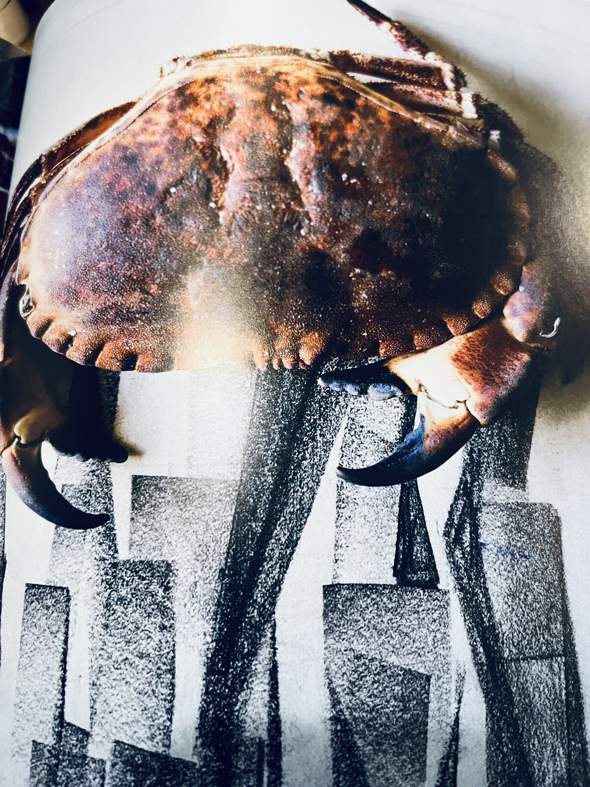 NOMA: Time & Place in Nordic Cuisine; Brand New, 367 pages.