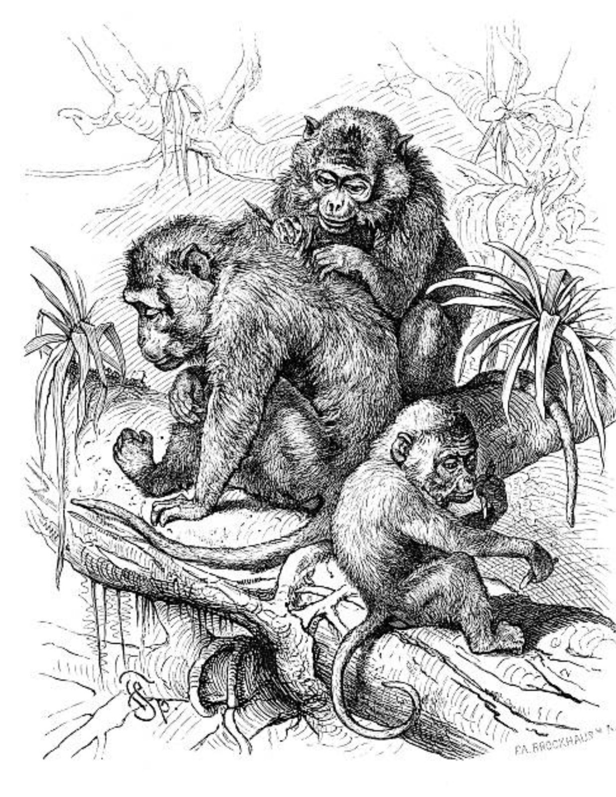 Save the primates Coloring book for Adults Teens 108 Pages 8.5 x 11 for All Ages