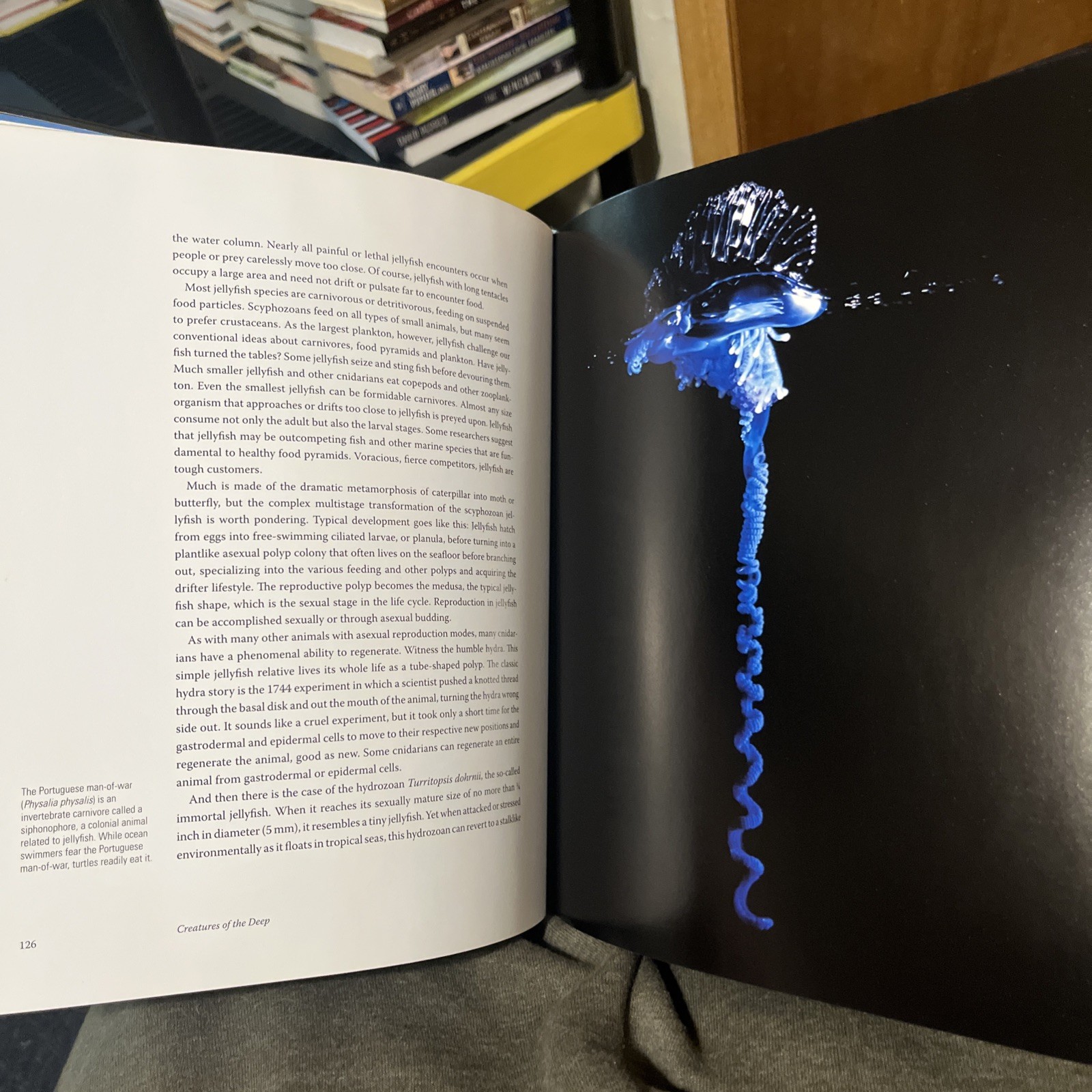 Creatures of the Deep Erich Hoyt Ocean Animals Science Book No DJ