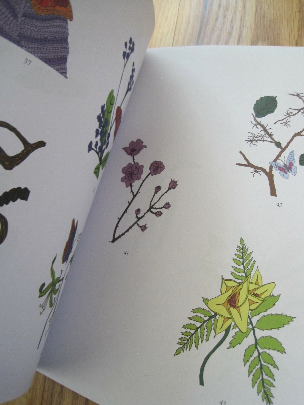 Butterfly Garden Coloring Book Everyone Adult Skyhorse 2016 Publication New