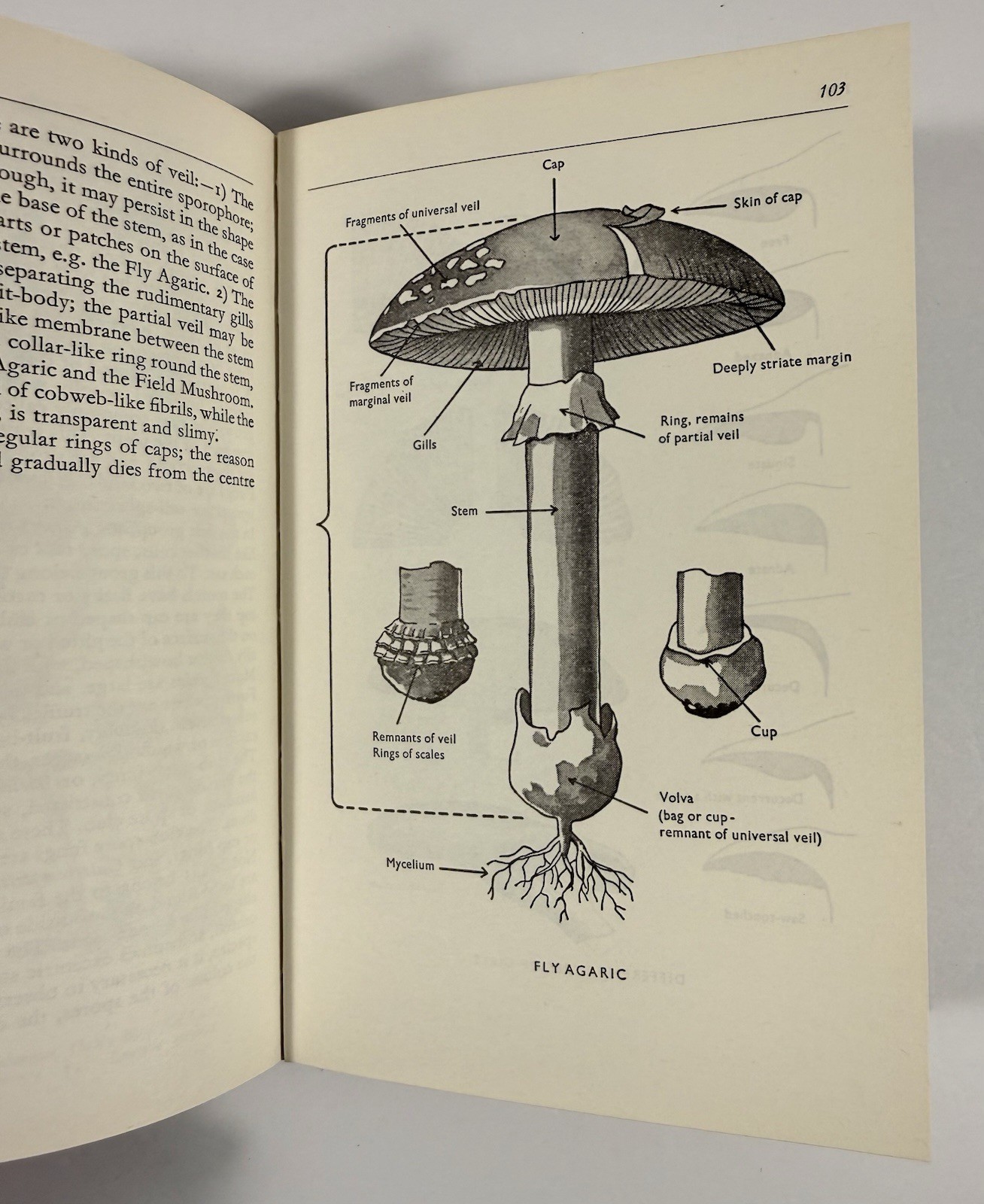 1961 Mushrooms Toadstools in Colour Blandford First Edition Dust Jacket Hvass