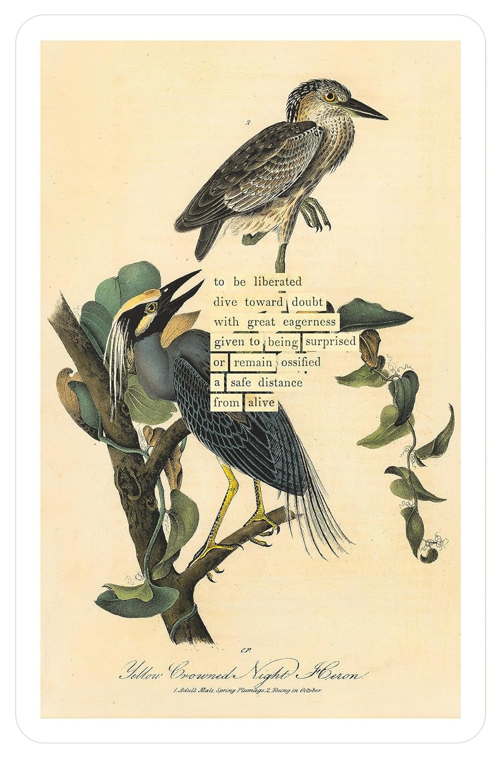 An Almanac of Birds: 100 Divinations for Uncertain Days