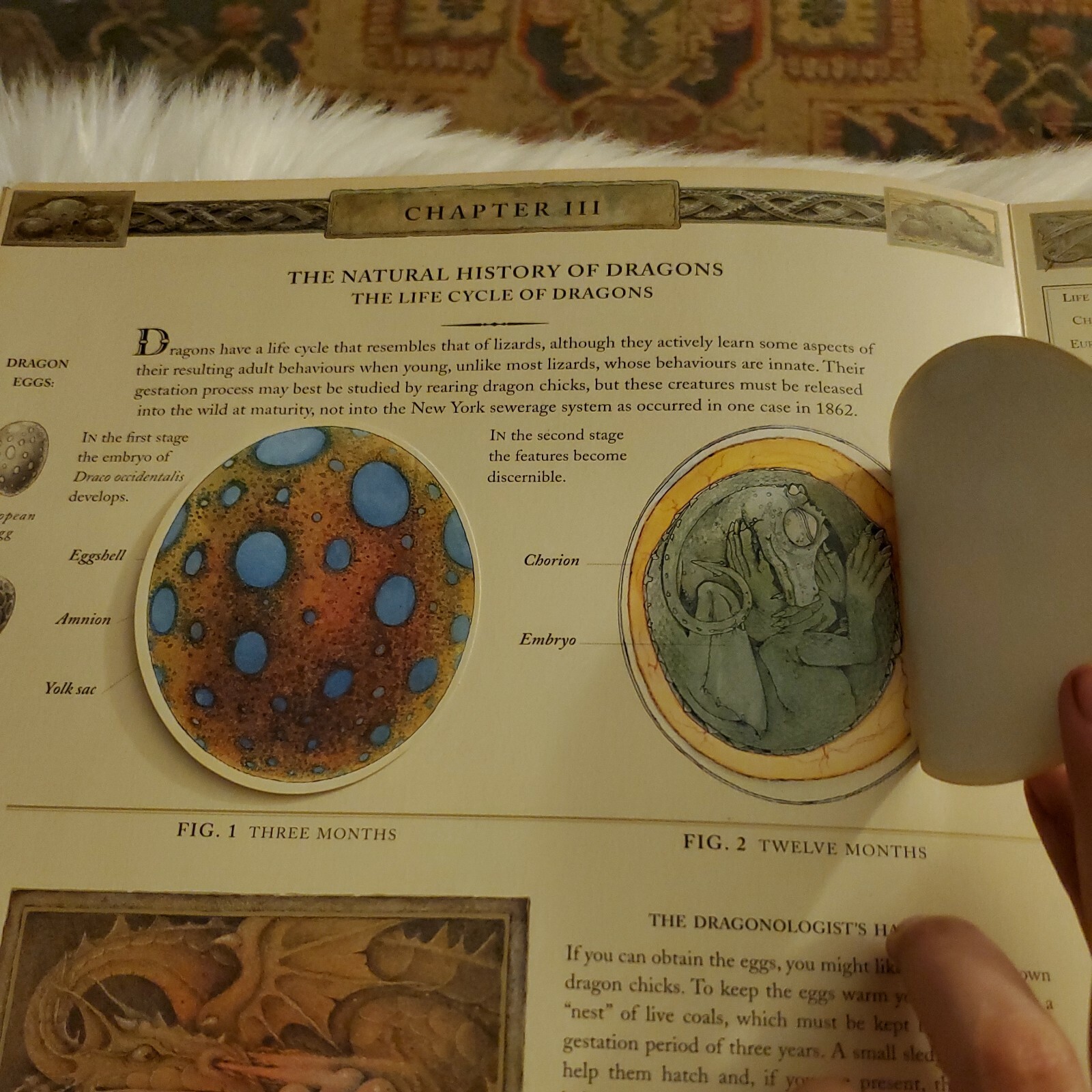 Ologies Ser.: Dragonology : The Complete Book of Dragons by Ernest Drake (2003)