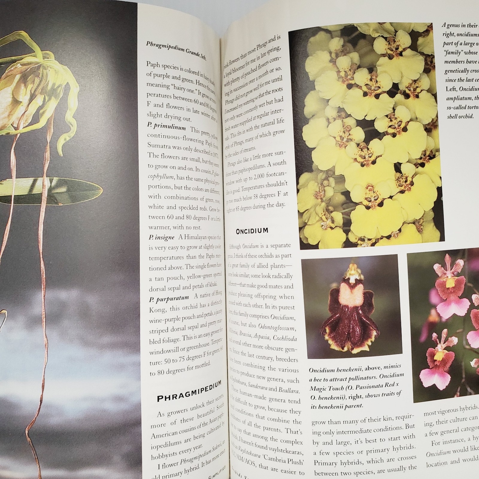 Orchids Simplified: An Indoor Gardening Guide Book Garden Houseplant Flowers